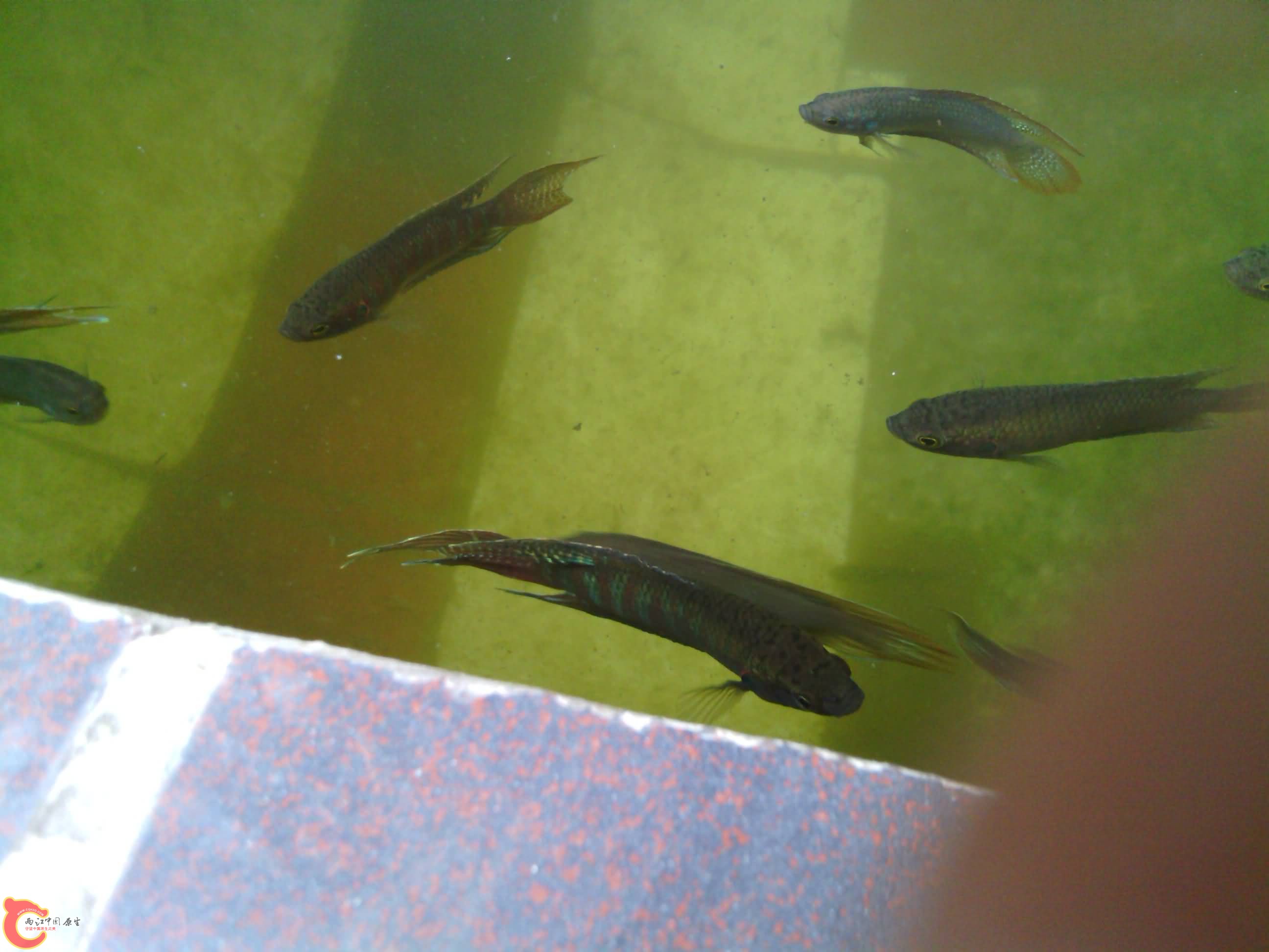 IMG_20130809_154930.jpg