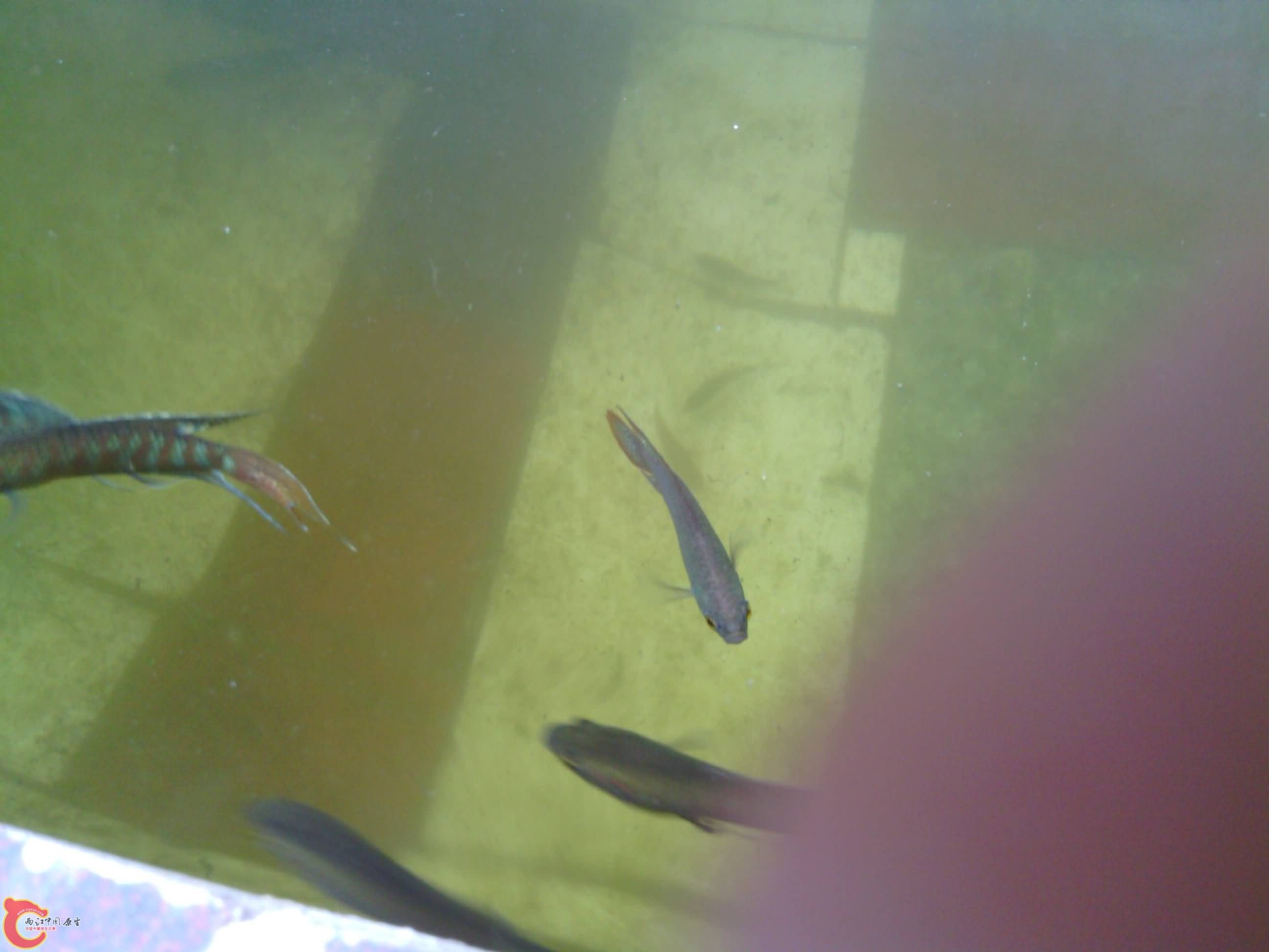 IMG_20130809_154949.jpg