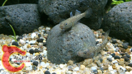 兄弟、姐妹、情侣，不知道。