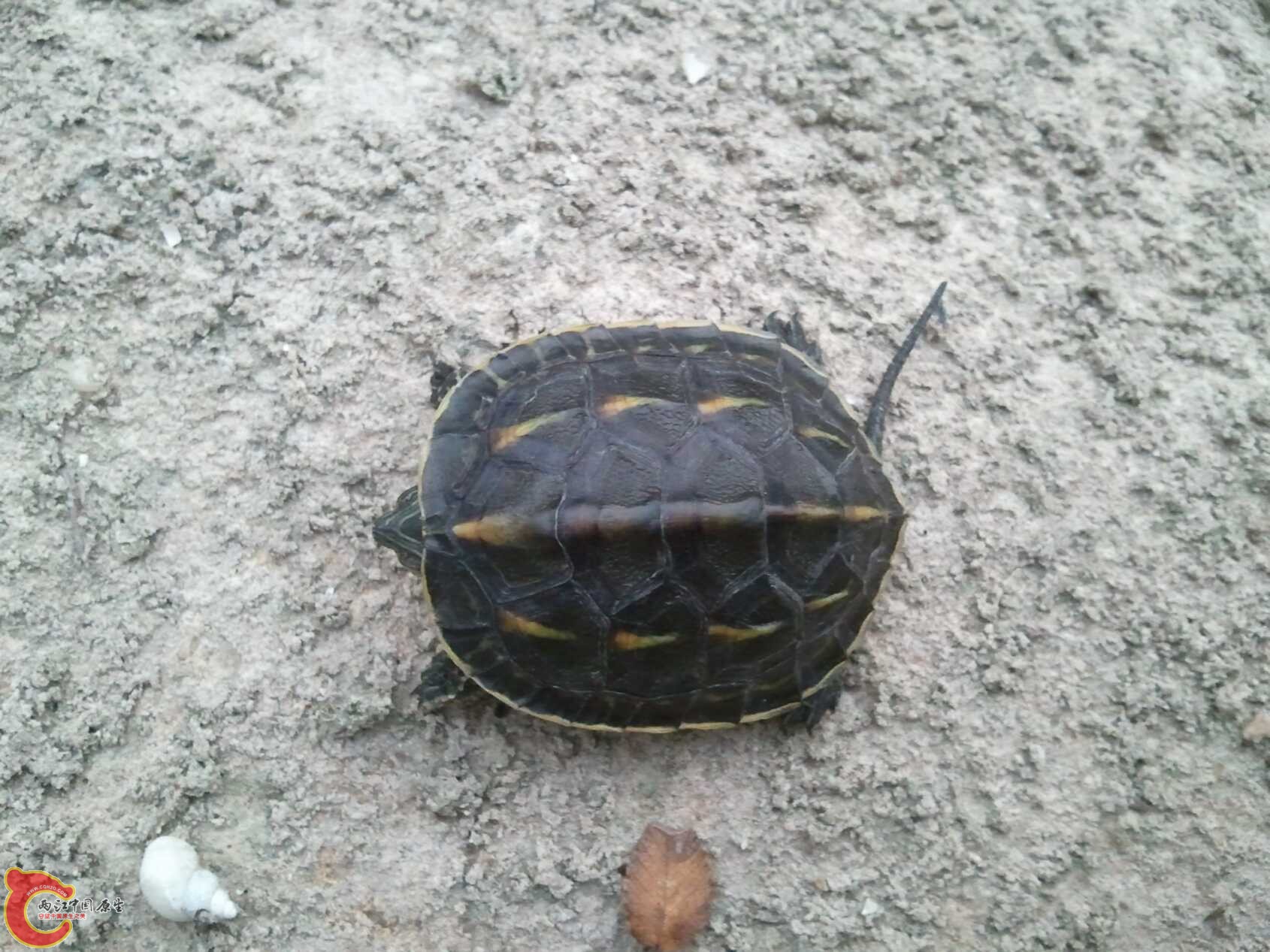 啥都有的水渠 (7).jpg