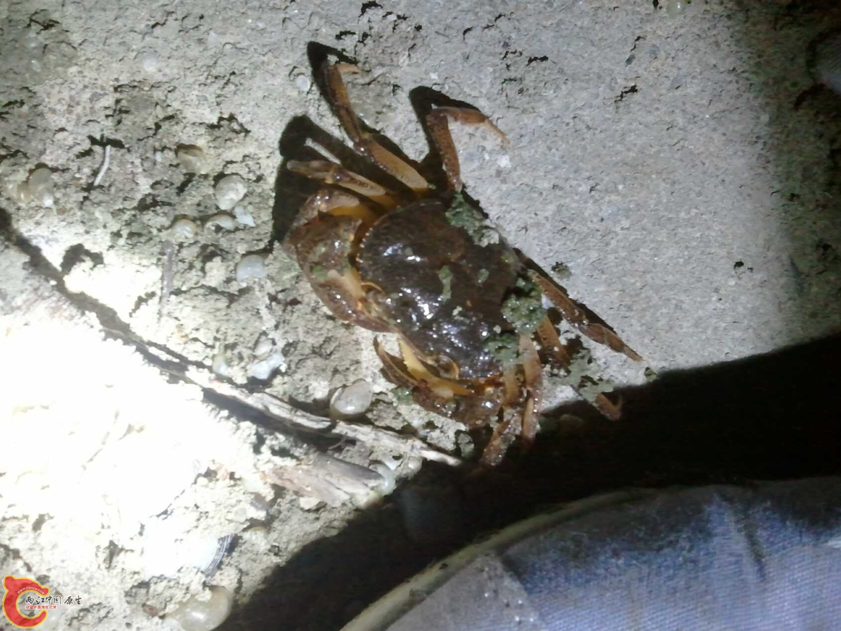 啥都有的水渠 (9).jpg