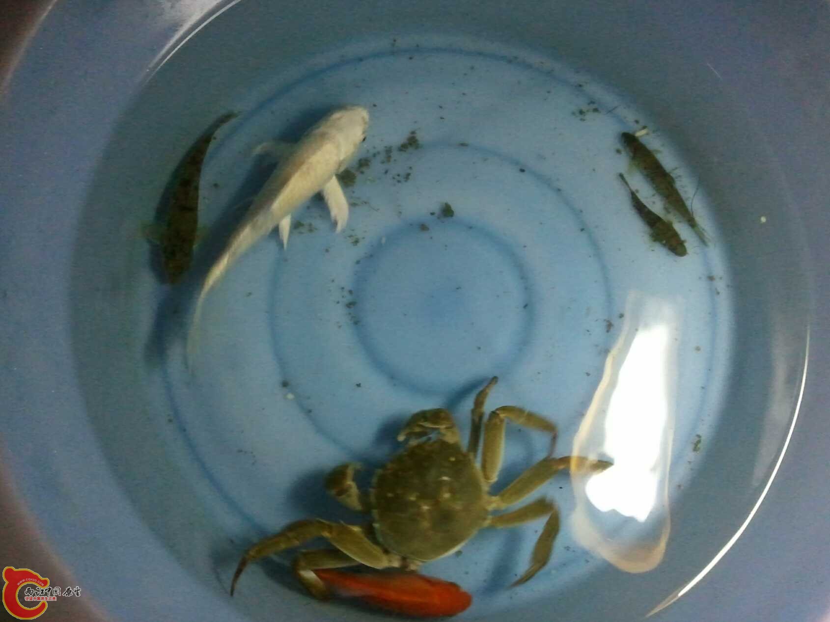 啥都有的水渠 (13).jpg