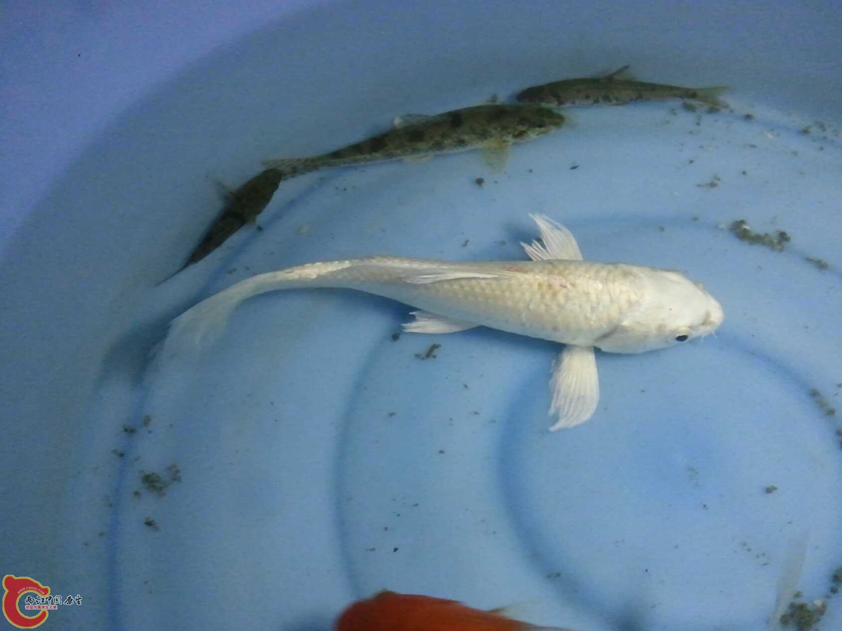 啥都有的水渠 (14).jpg