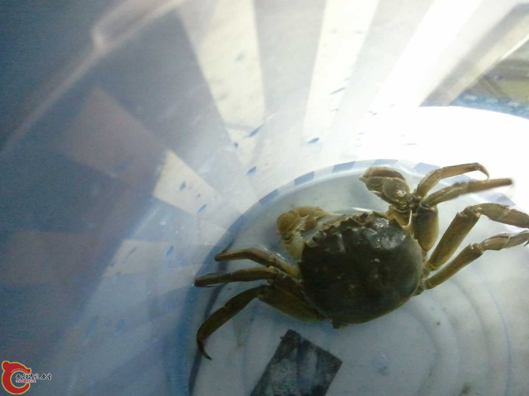 啥都有的水渠 (15).jpg