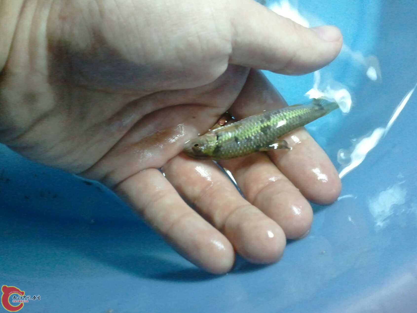 啥都有的水渠 (19).jpg