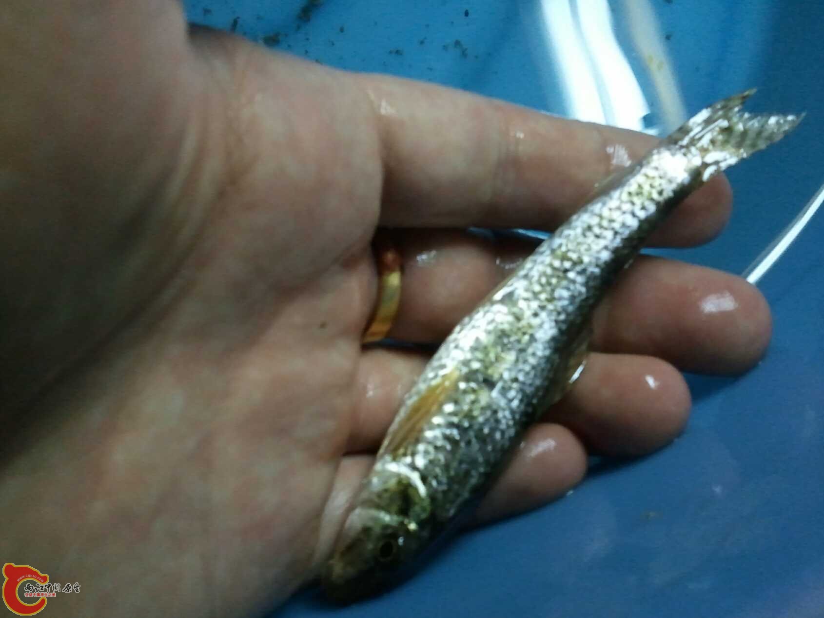 啥都有的水渠 (20).jpg