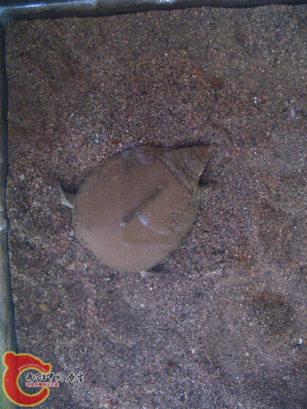 养了两年的鳖，现在基本进入冬眠状态，活动很少