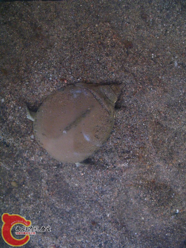 背上一层土，在气温比较高的时候大部分时间是钻在沙里的