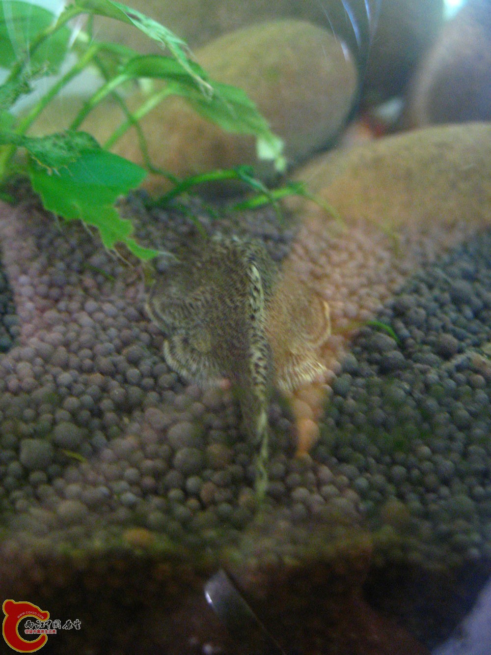 最后是一只贵州爬鳅，是论坛里的朋友告诉我的，呵呵