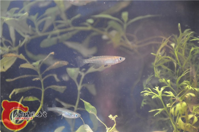 DSC_0094.jpg