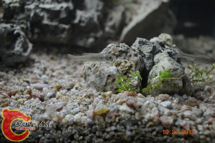 nEO_IMG_DSC_0696.jpg