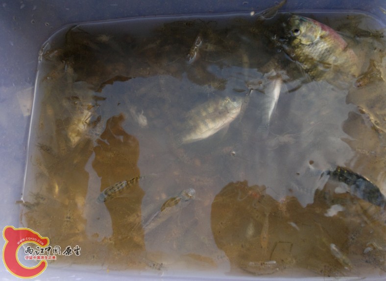 笼子的收获，都是进下锅的玩意