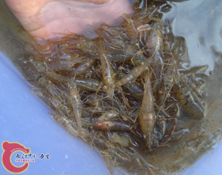 大眼，这贼好吃呢