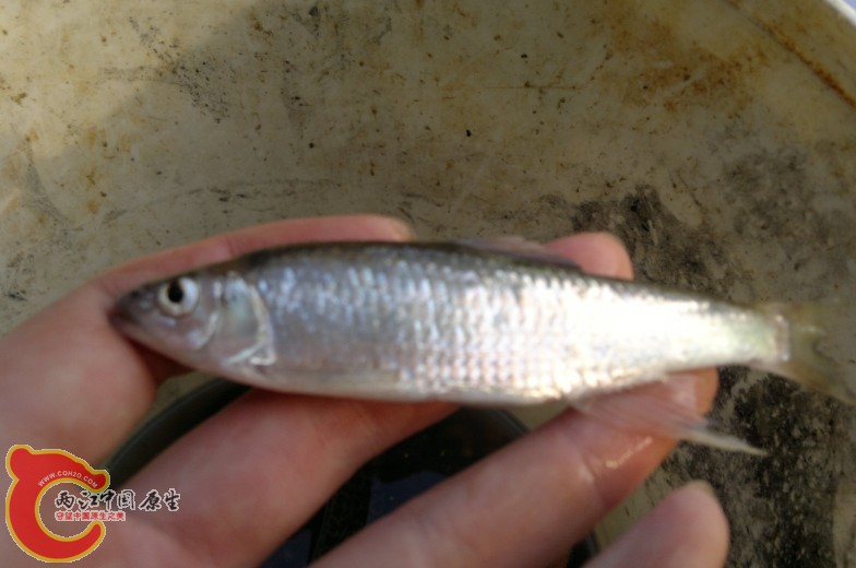这鱲已经有点发白了，粘网收的