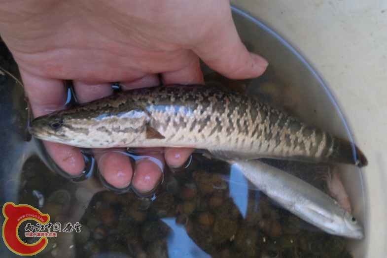 黑鱧，水库好多