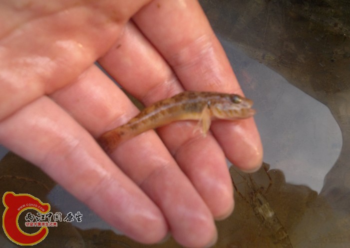 子陵，这次见到10+CM的，但是在笼子死太久都硬了，所以没拍直接扔水里了