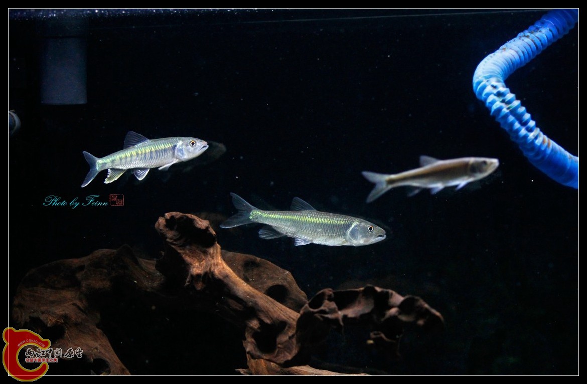 馬口X3.jpg