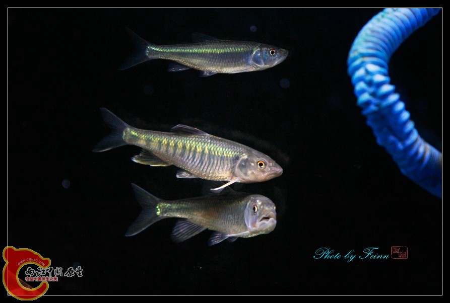 馬口X23.jpg