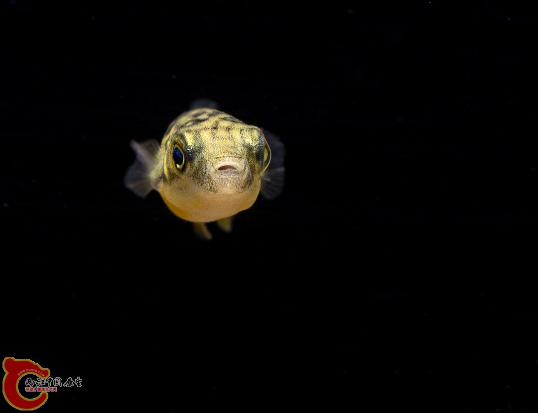 DSC01527a.jpg