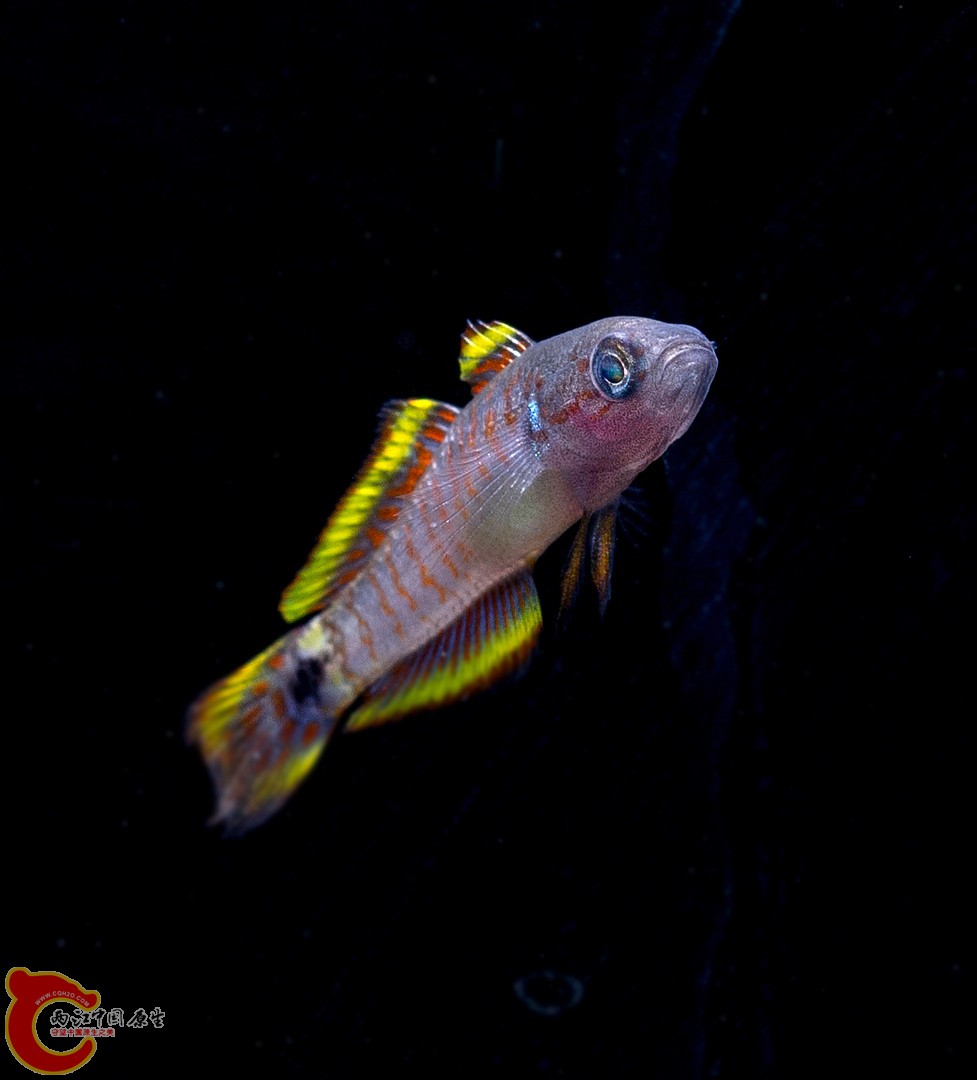 DSC01444a.jpg
