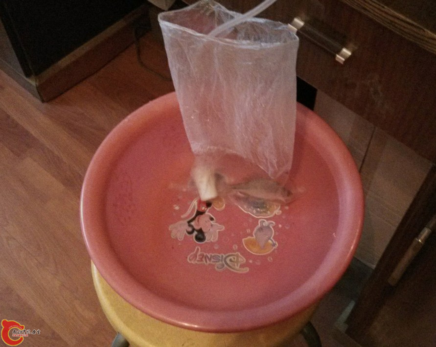 鱼已濒临死亡，没时间等待了，直接在袋子里打氧，过水、打氧同时进行。