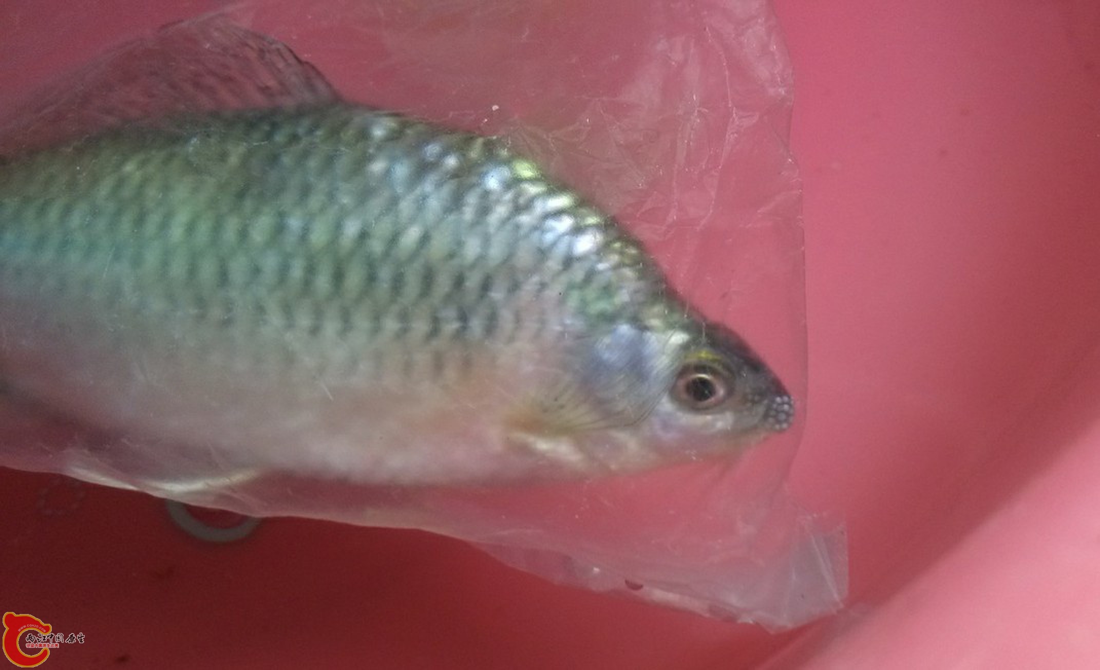 天气这么冷了还满嘴的追星，看来欲望强烈，最喜欢它那两撇性感的小胡子