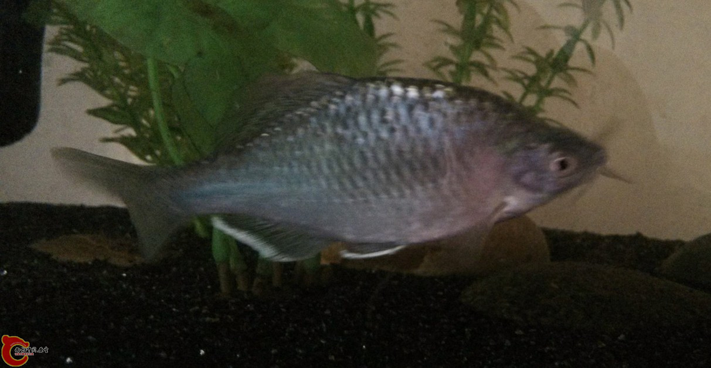 充氧一个小时后缓过来了，能够正常游动了，仔细检查无明显外伤，药浴后入缸