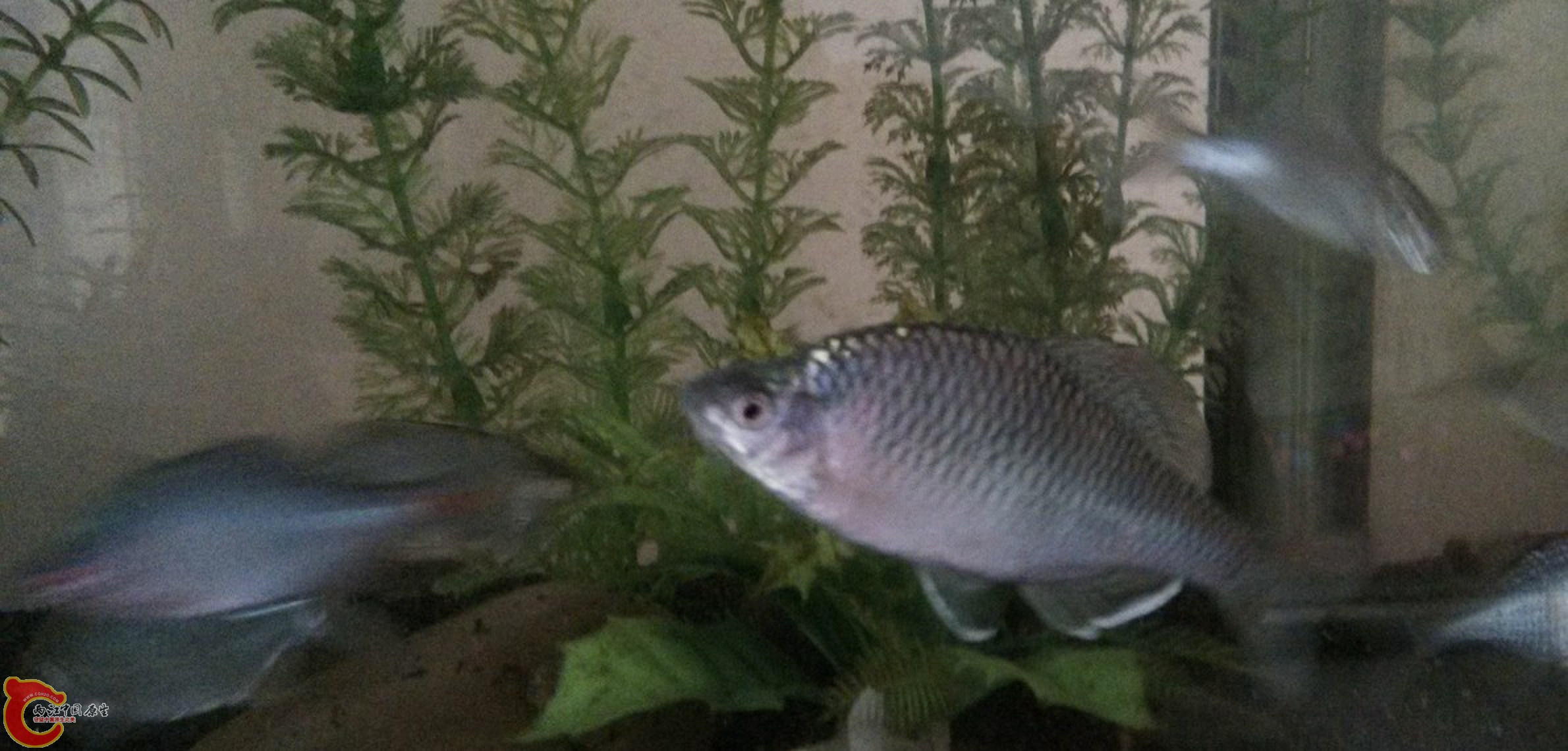 手机拍的比较糊，凑合看。不会造景不会养草，背景的塑料水草请无视。