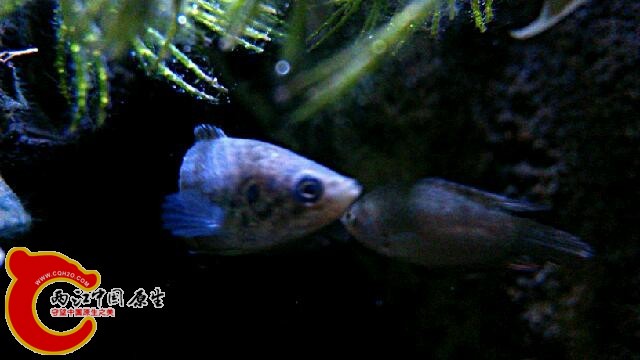 IMG_20131029_212553_5.jpg