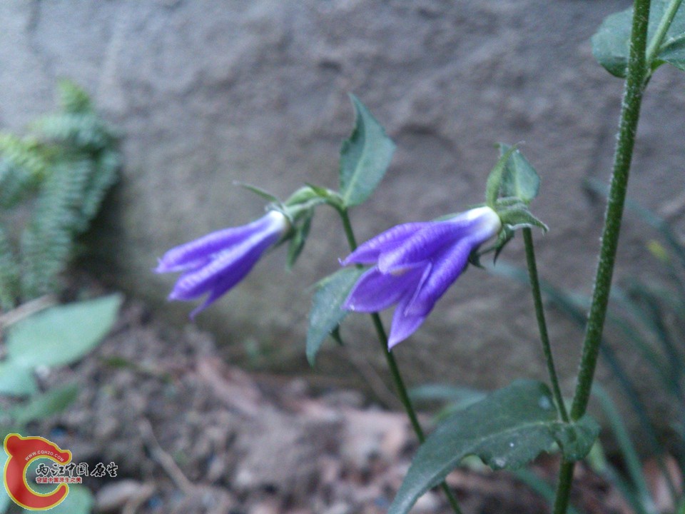 DSC_0080_副本.jpg