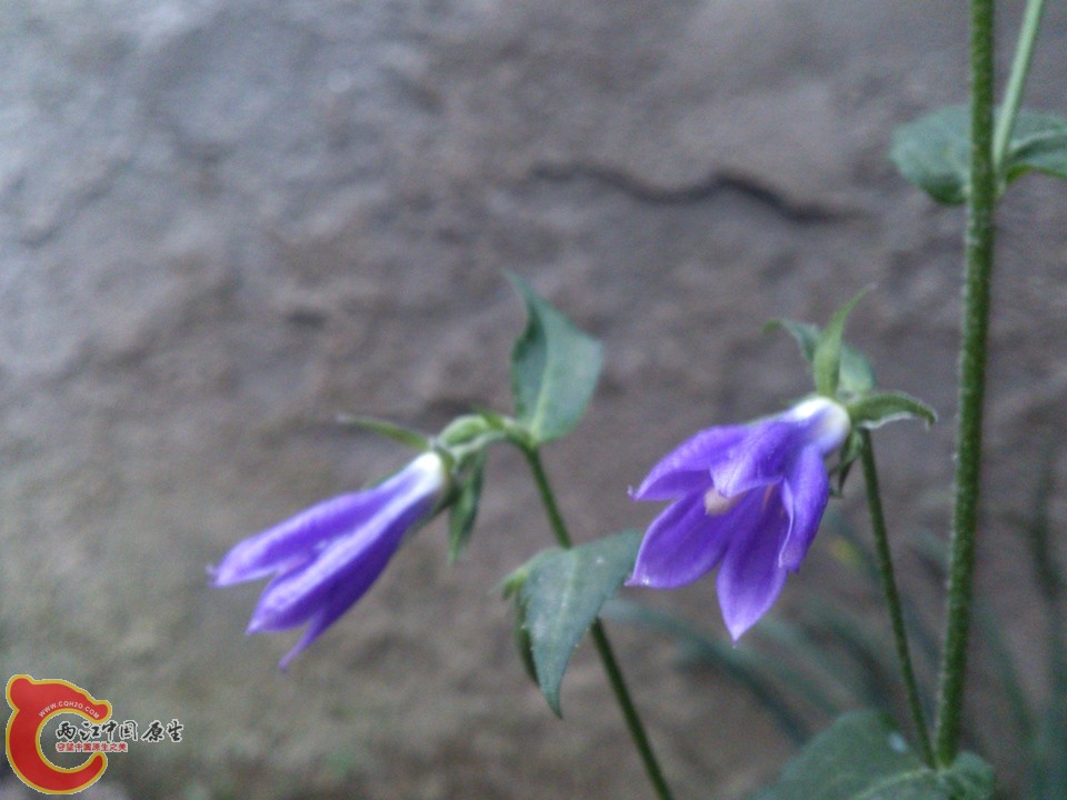 DSC_0081_副本.jpg