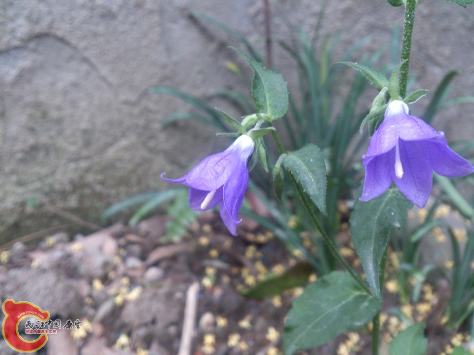 DSC_0088_副本.jpg