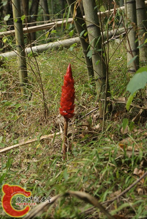 68.jpg
