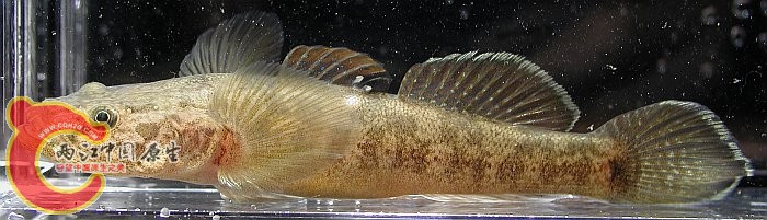n-056.jpg