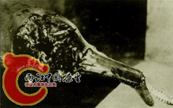 被螺旋桨削掉脑袋的白鱀豚