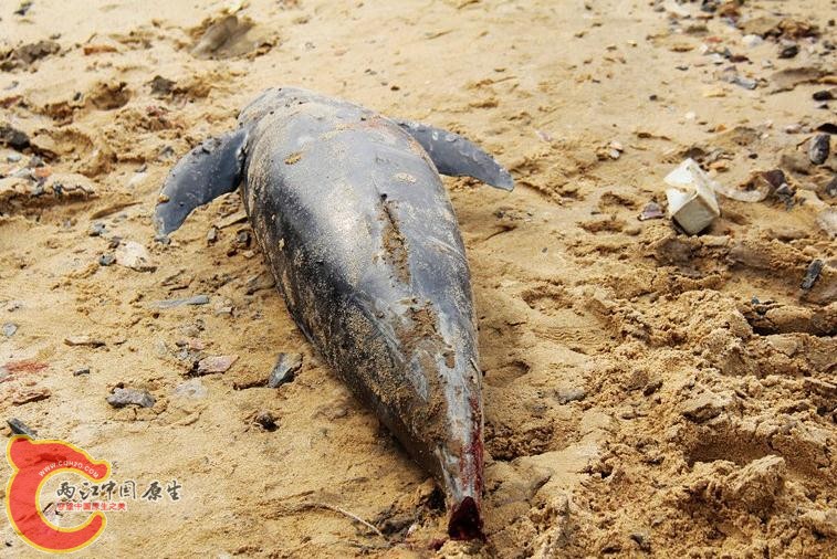 2013年10月24日，鄱阳湖一只江豚被螺旋桨打掉尾巴死亡