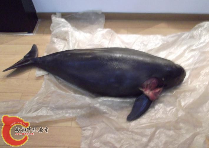 2013年1月8日，镇江扬中江段一头江豚被螺旋桨打死