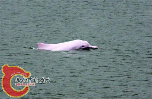 2008年1月底，珠江顺德江段的中华白海豚，国家一级保护野生动物……