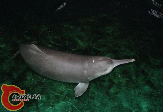 “长江女神”白鱀豚（淇淇），被人类消灭的第一种现生鲸类……