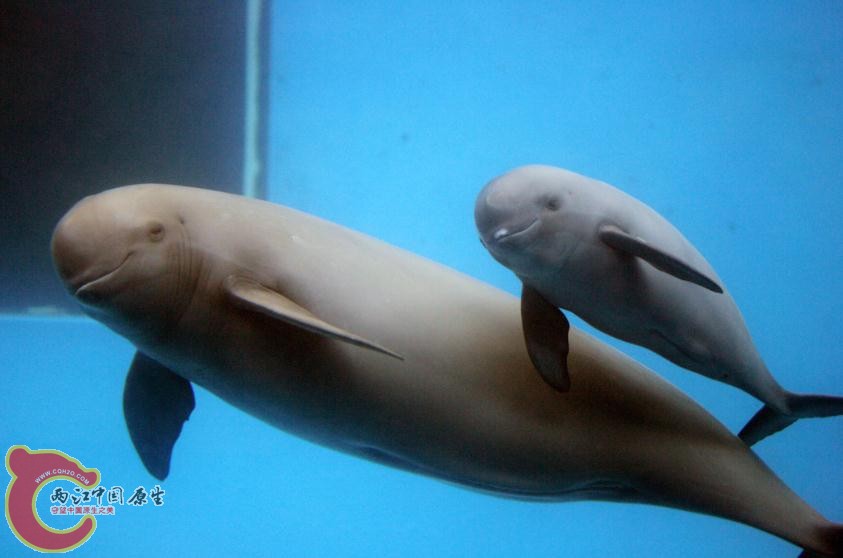 长江江豚，鼠海豚科唯一的淡水种群，目前极度濒危，不足1000头……