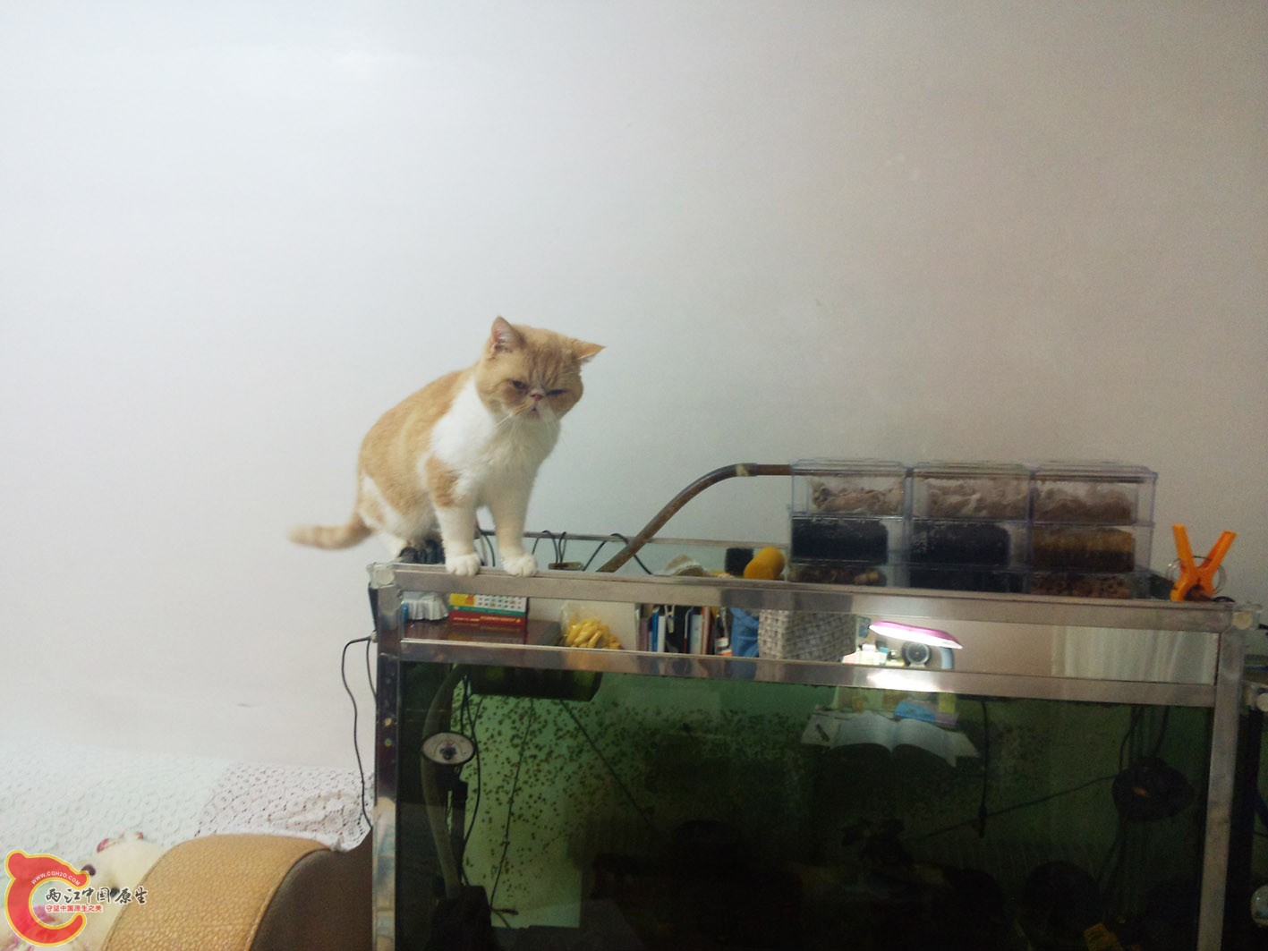 训斥中，在犹豫。