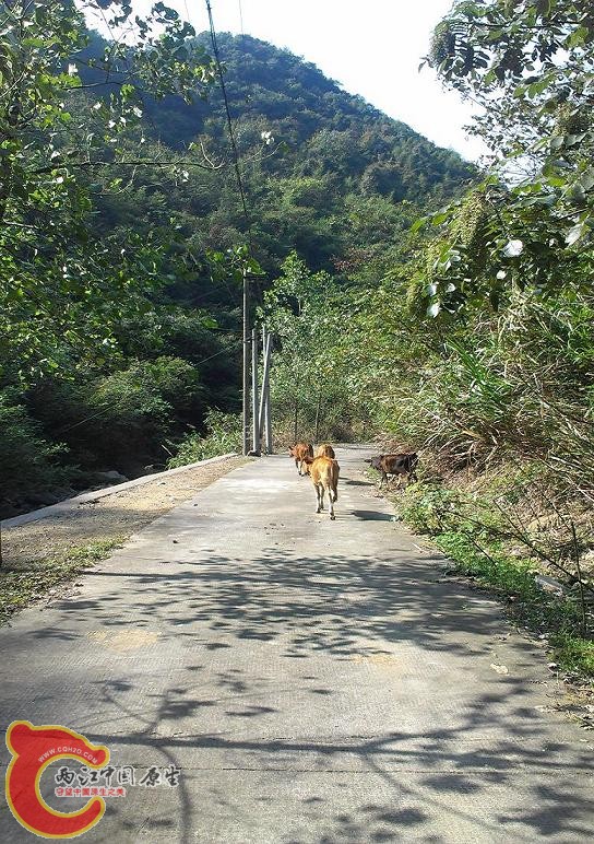 茶叶坑1.jpg