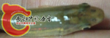 黄色无鱼鳞
