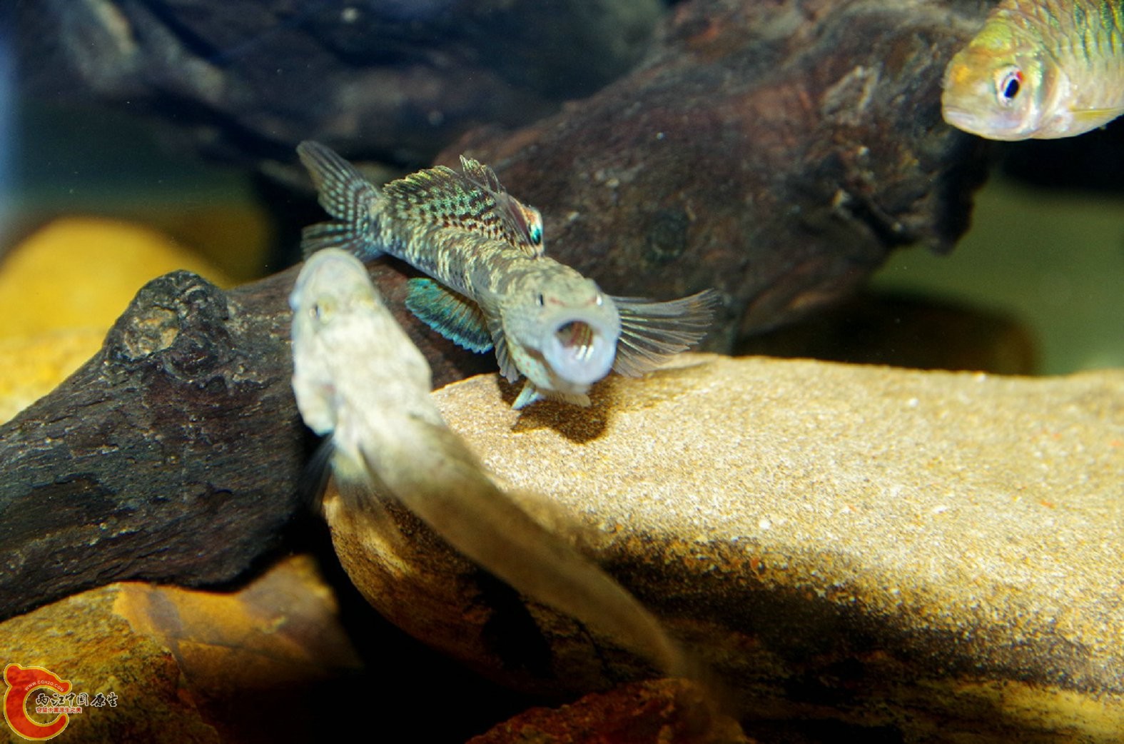 注意小巴坐山观虎斗