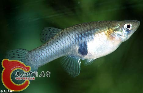 食蚊鱼