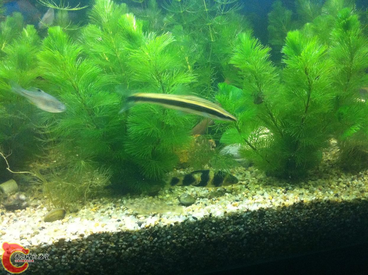 我缸里的长麦穗、华鰁、鳑鲏等