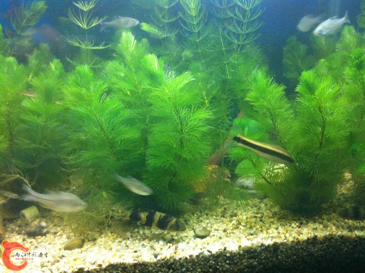 我缸里的长麦穗、华鰁、鳑鲏等