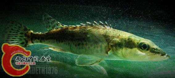 长体鳜 Siniperca roulei Wu  IMG_1313 拷贝.jpg