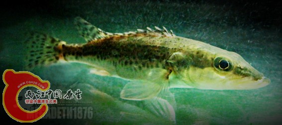 长体鳜 Siniperca roulei Wu  IMG_1312 拷贝.jpg