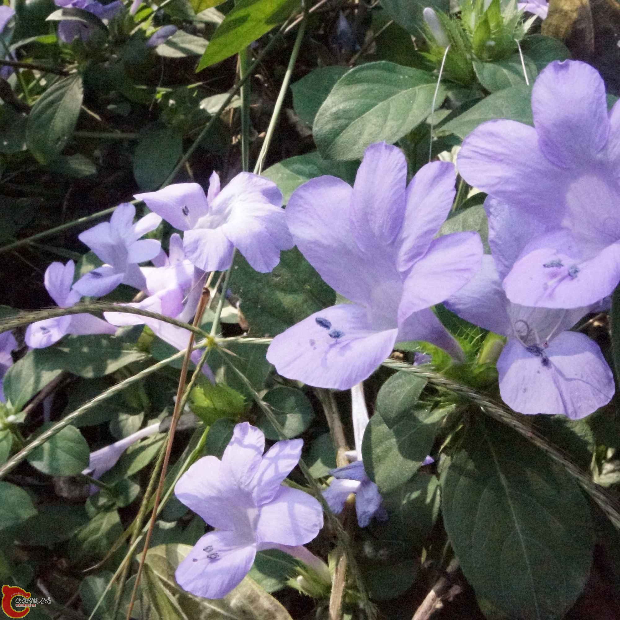 DSC01424.jpg